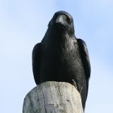 Raven left