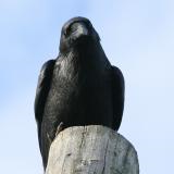 Raven right