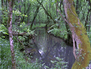 under the Oaks beside the water
