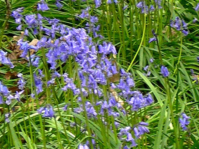bluebells in Borth Wood