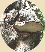 bracken fungi growing on Beech tree