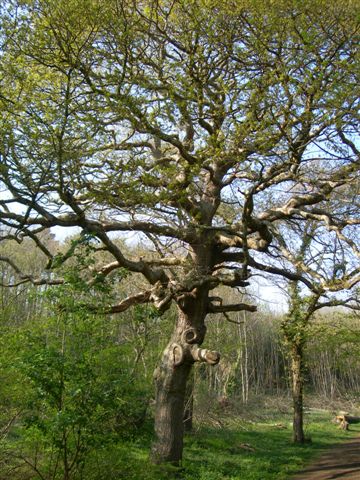 oak in borth wood